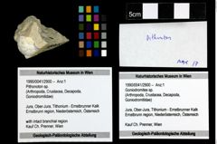 Foto (Objekt + Etiketten) von Pithonoton sp. 